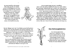 Faltbuch-Schneeglöckchen-Steckbrief-sw.pdf